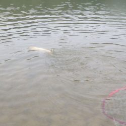 フィッシングレイクたかみや 釣果