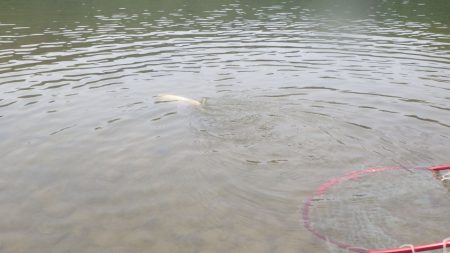 フィッシングレイクたかみや 釣果