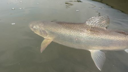 フィッシングレイクたかみや 釣果