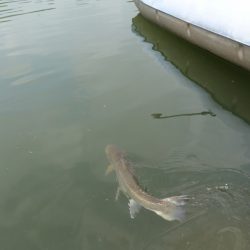 フィッシングレイクたかみや 釣果