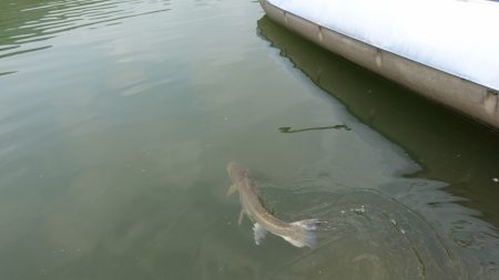 フィッシングレイクたかみや 釣果