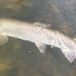 フィッシングレイクたかみや 釣果
