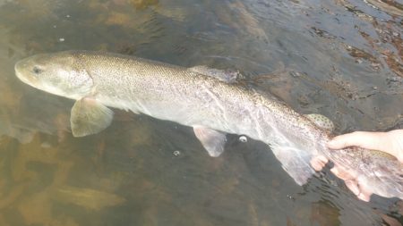 フィッシングレイクたかみや 釣果