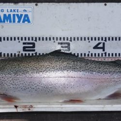 フィッシングレイクたかみや 釣果