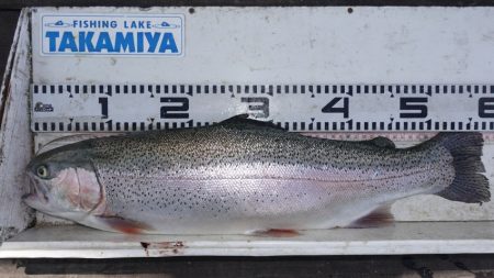フィッシングレイクたかみや 釣果