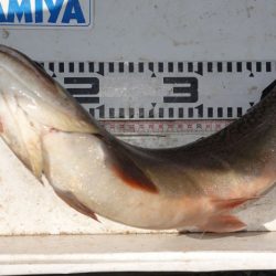 フィッシングレイクたかみや 釣果