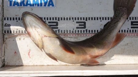 フィッシングレイクたかみや 釣果