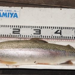 フィッシングレイクたかみや 釣果