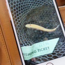 フィッシングレイクたかみや 釣果