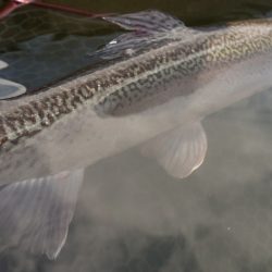 フィッシングレイクたかみや 釣果