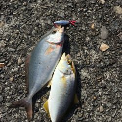 満身創痍で臨んだ令和初釣り【ケロロ氏連載 vol.12】