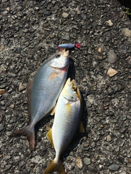 満身創痍で臨んだ令和初釣り【ケロロ氏連載 vol.12】