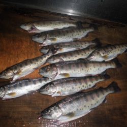 高萩ふれあいの里フィッシングエリア 釣果