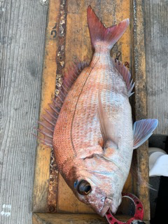 幸吉丸 釣果