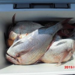 大進丸（新潟） 釣果