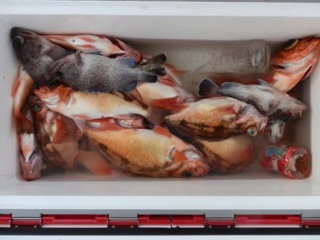 第二むつ漁丸 釣果