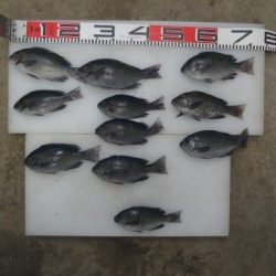 のとじま臨海公園海づりセンター 釣果