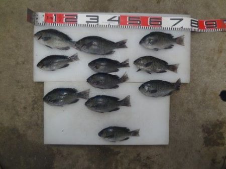 のとじま臨海公園海づりセンター 釣果