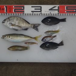 のとじま臨海公園海づりセンター 釣果