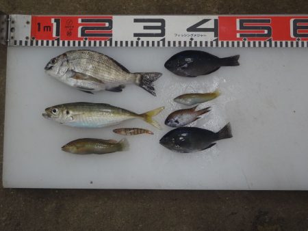 のとじま臨海公園海づりセンター 釣果