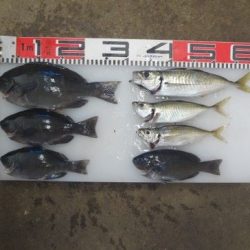 のとじま臨海公園海づりセンター 釣果