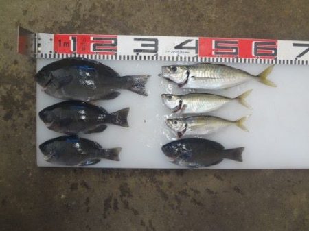 のとじま臨海公園海づりセンター 釣果