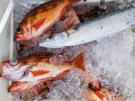 第三隆栄丸 釣果