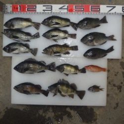 のとじま臨海公園海づりセンター 釣果