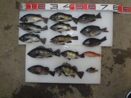 のとじま臨海公園海づりセンター 釣果