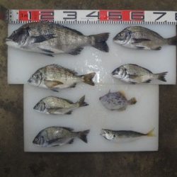 のとじま臨海公園海づりセンター 釣果