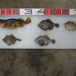 のとじま臨海公園海づりセンター 釣果