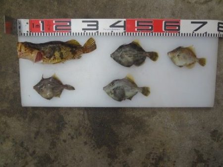 のとじま臨海公園海づりセンター 釣果