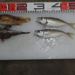 のとじま臨海公園海づりセンター 釣果