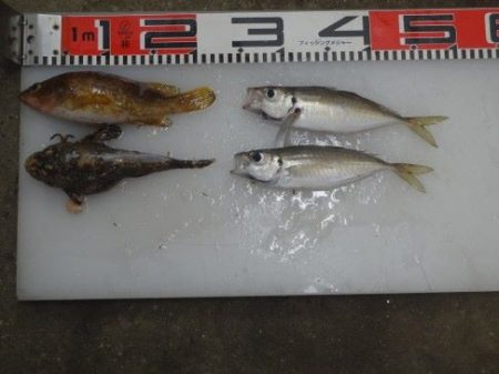 のとじま臨海公園海づりセンター 釣果