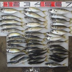 のとじま臨海公園海づりセンター 釣果