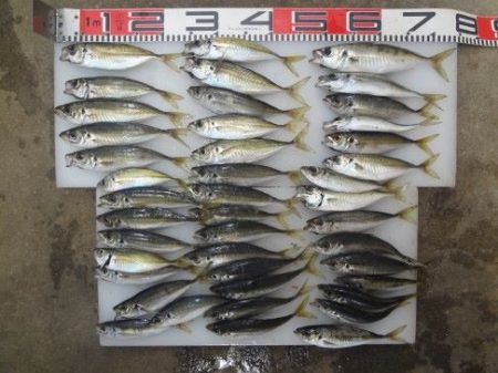 のとじま臨海公園海づりセンター 釣果