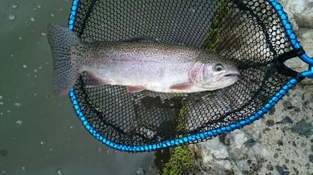 フィッシングエリア帝釈 釣果