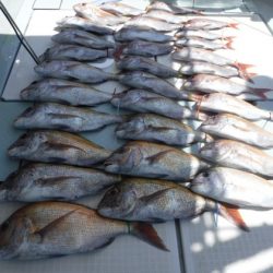 遊漁船 幸友丸 釣果