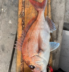 幸吉丸 釣果