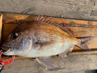 幸吉丸 釣果