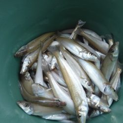 遊漁船 幸友丸 釣果