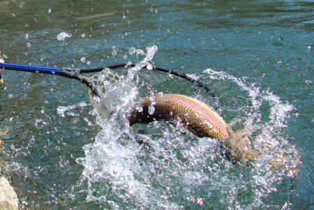 小菅トラウトガーデン 釣果