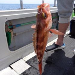 鯛紅丸 釣果