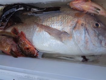 鯛紅丸 釣果