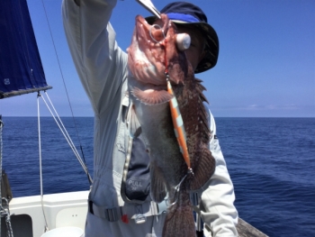 鯛紅丸 釣果