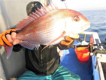 鯛紅丸 釣果