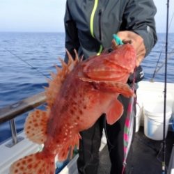 鯛紅丸 釣果