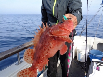 鯛紅丸 釣果