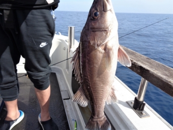 鯛紅丸 釣果