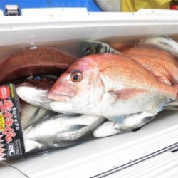 鯛紅丸 釣果